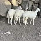 2طليان 1رخال سمان ونضيفه تم البيع