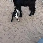 جذعه معها تيس