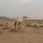فحل على خير بعير محمد ابن نايف ابن شويه