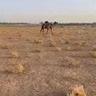 للبيع الخلفة المصغر