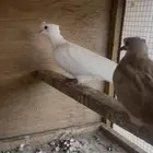 قماري هولنديه اصل ابيض