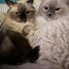 قطط للتبني