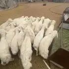 بهم حري