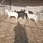 اربعه رخال ثنتين نجد وثنتين حبص مقفله شحم وشرط