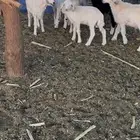 طبيان حريات للبيع