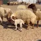 انعيم مطافيل. طيبه اللبييع