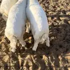 ذبايح للبيع بعنيزه البدايع يوجد توصيل وسلخخ