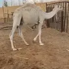 حاشي قعود حق اوضح