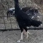 دجاج باكستاني