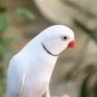 دره اليف