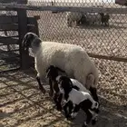 رغوثث سلم وروم تحته 2