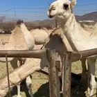 اربعه من الحشوان للبيع