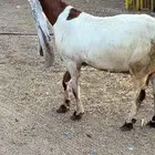 معزا هولنديات فواخر عنز وبنتها