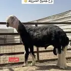 فحل نجدي صنف مشروط النسف والانتاج