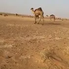قعود للبيع