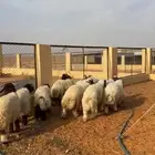 خرفان نعيم