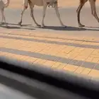 لقحه رمانيه بكر جذعه كفو