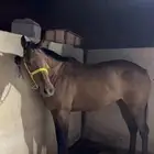 فرس مشروكه