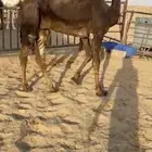 قعود كفووو للبيع رقم الجوآل