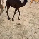 (تم البيع ) مجهم حوار ابيه مخوف ولد مخوف الامير سلالة وحيدان