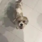 كلب للتبني