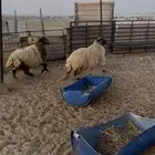 جذعات نعيم بريه