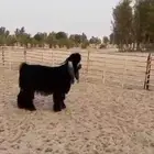 فحل عارضي طيب للبيع