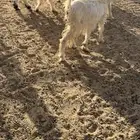 جمد