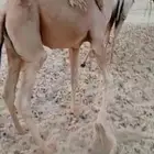 طريق الرياض السريع بعد كبري الهزاع