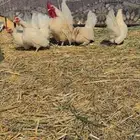 دجاج قازمي طقم مع 3 لنثي من عيال زوج