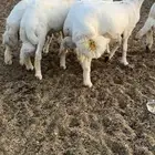 5طليان ذبايح فل شحم وطراف ونظاف شرط(( تم البيع ))