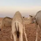 حاشي تحت امه