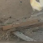 ديك ابيض سك عربي تاج