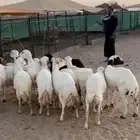 العدد 15 صمع بفحلها