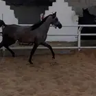 فرس واهو