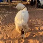 طليان نعيم جبر ( بلدي)