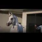 فحل واهو مبيوع