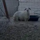 تيوس عوارض