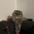 Scottish fold female cat (not neutered)