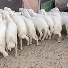 بهم العدد22نضاف شرط