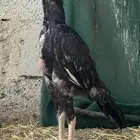 دجاج ثلاث اناثي وديك أعمارها 7 شهور