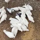 حمام فرنسي جانبو