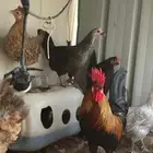 دجاج بلدي