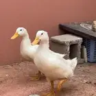 بط بكيني