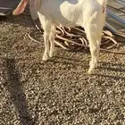 جفره مطوره مشروكه