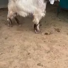 للبيع جذع عارضي اصفر خصصمم
