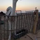 للبيع قعود طيب