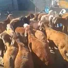 خرفان مندى سواكن حمرى مرابى