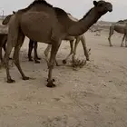 للبيع نياق من جذعه لين مفروده العدد 9