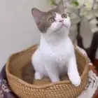 سكوتش ستريت لون نادر مسجل